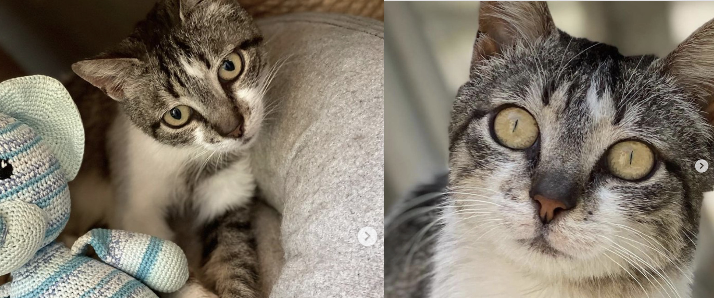 Cat 1