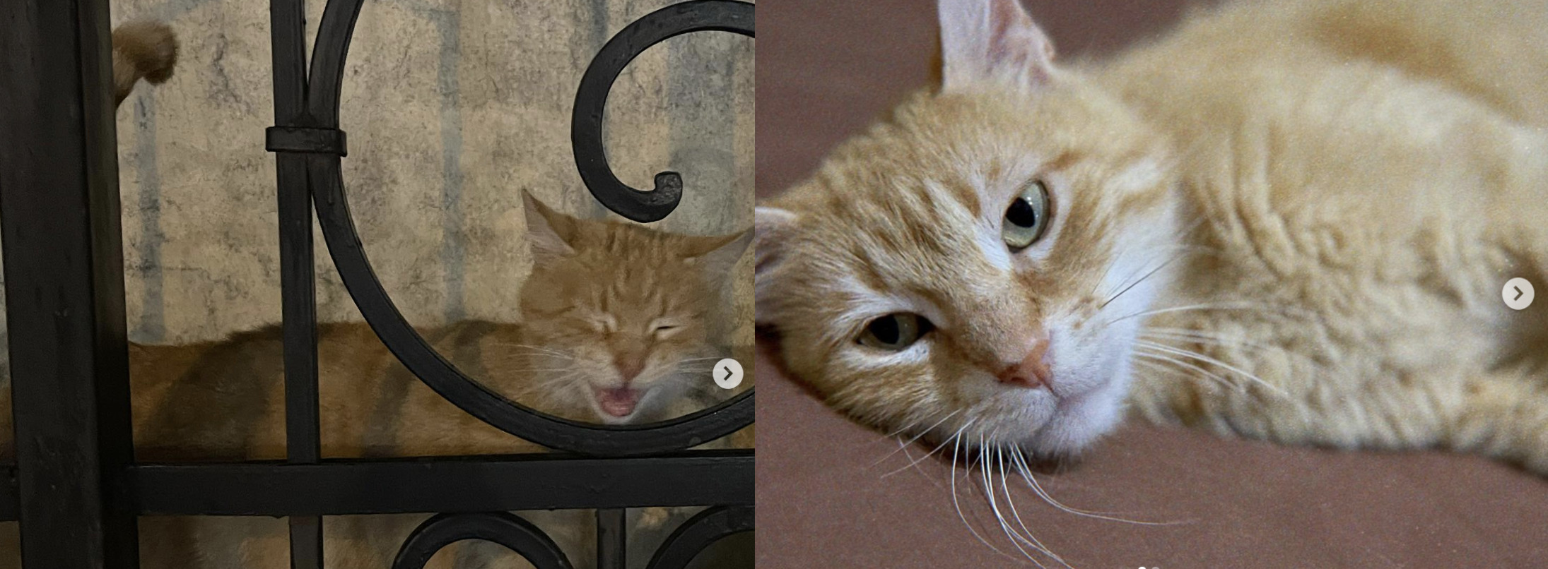 Cat 2