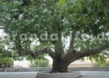 Il Platano di Nivica (Rrapi i Nivicës)