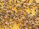 swarm of bees