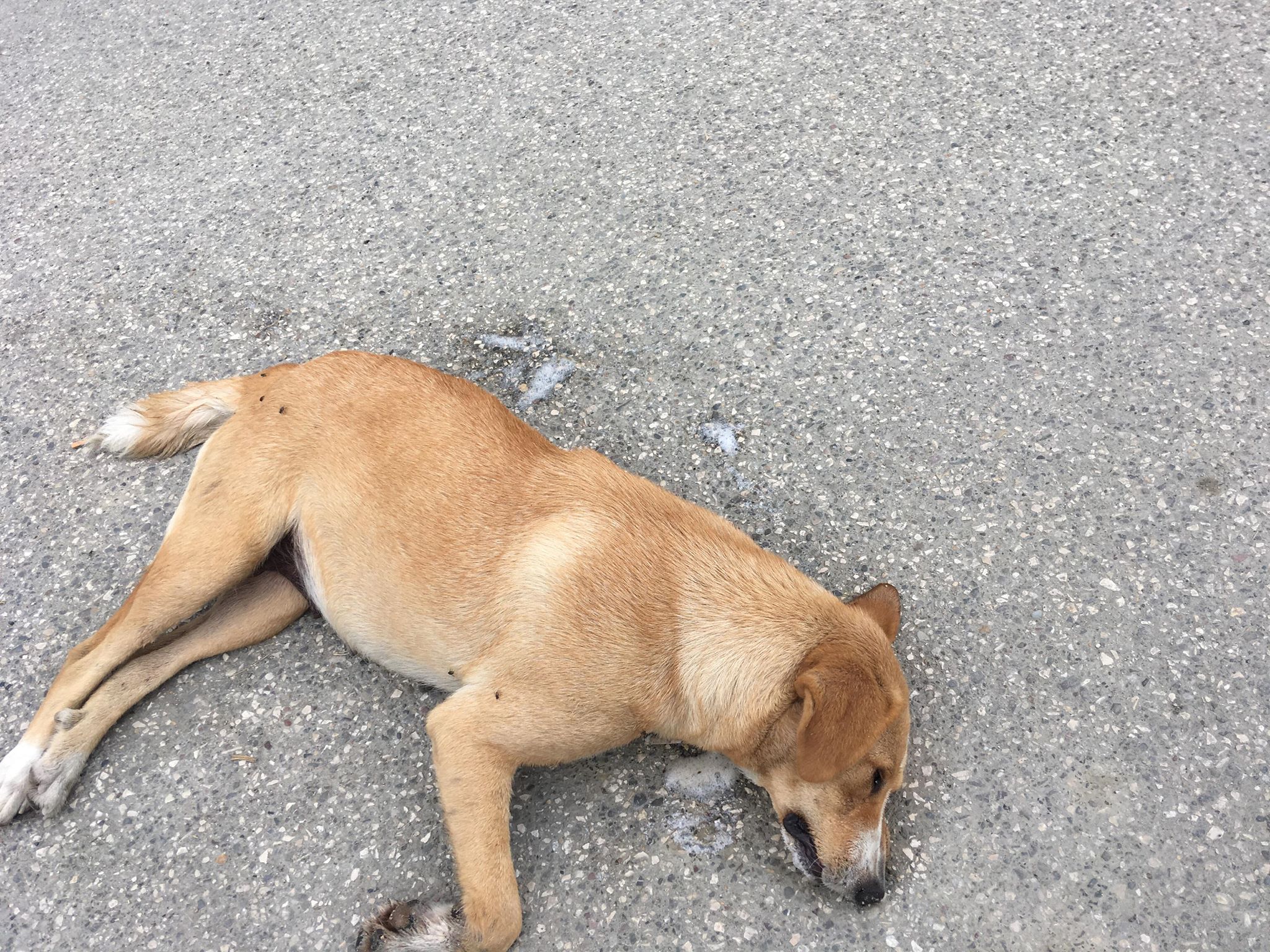 Dear Durres, what is happening to your stray dogs? - THE BALKANISTA