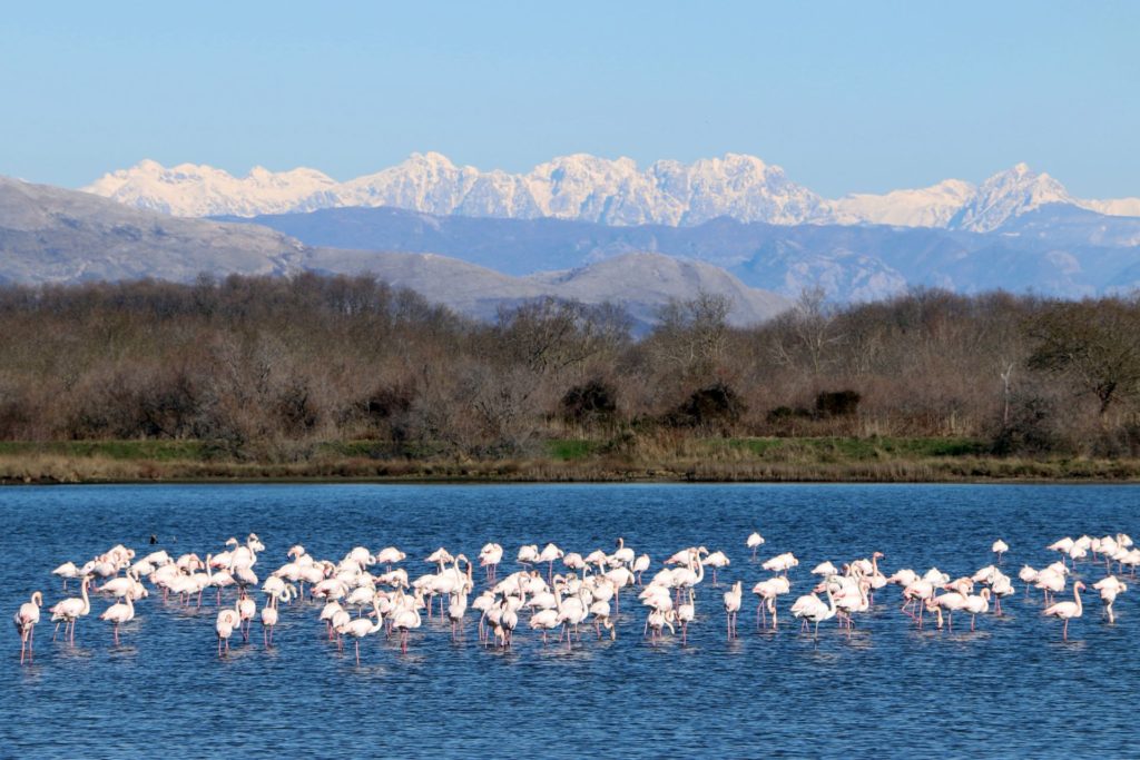 Save Ulcinj Salina from corruption and development