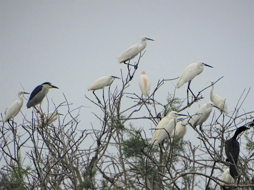 Herons and Cormorants doing well at Divjake-Karavasta!