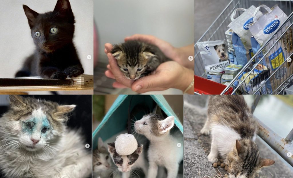 The Trials and Tribulations of Opening Albania’s First Cat Shelter 