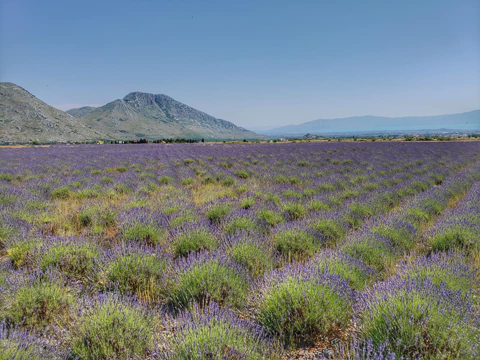 Albanian herb farmers turn to foreign workers amid labour shortage